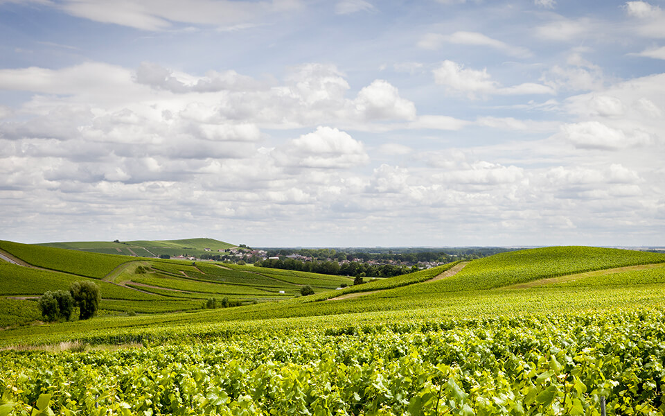 Cuvée Louise: le joyau de la Maison Pommery