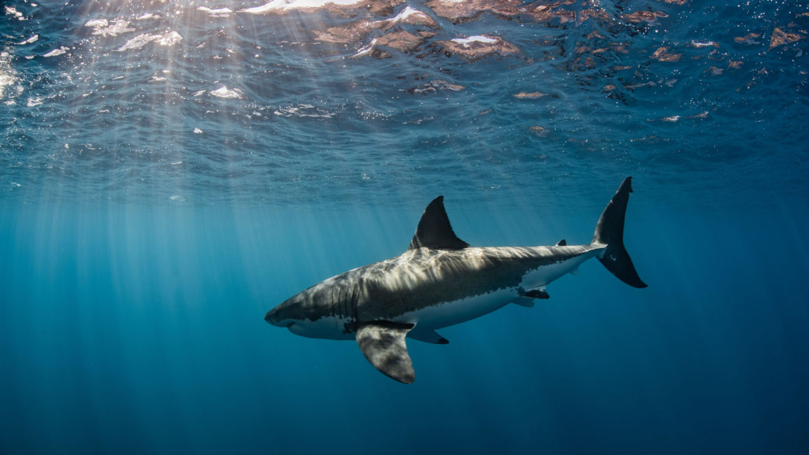 La Fondation Save Our Seas célèbre ses 20 ans