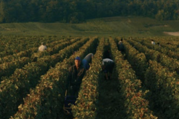 Le champagne Brut Nature, dernière invention de la maison Lallier