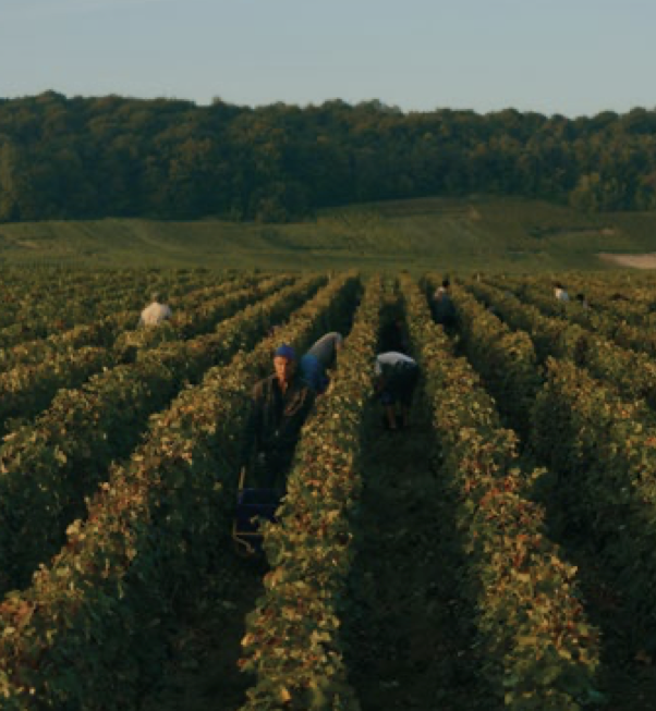 Le champagne Brut Nature, dernière invention de la maison Lallier